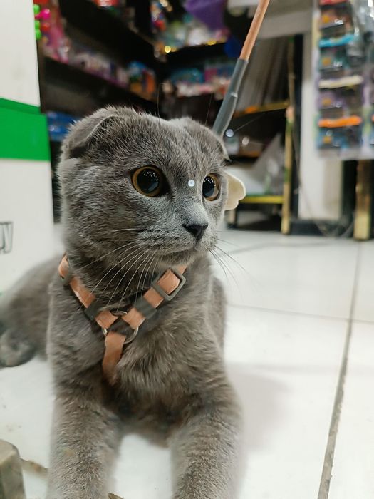 Вислоухая шодландская кошка