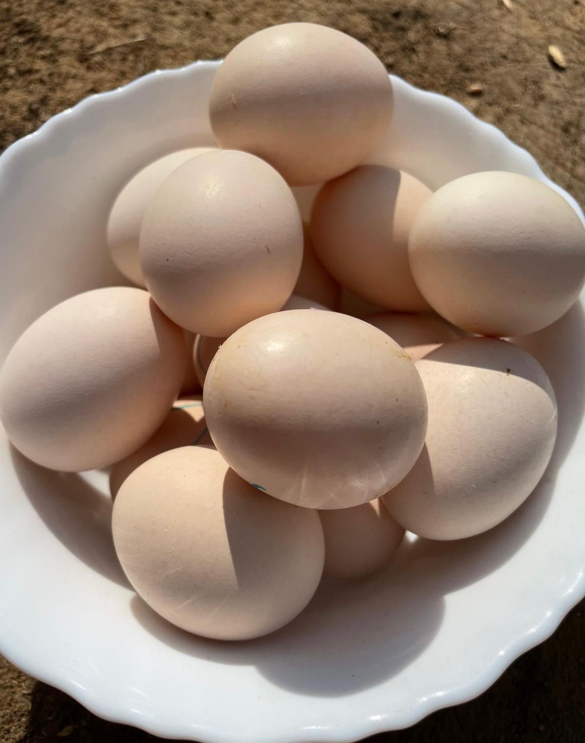 Ouă găini cochinchina