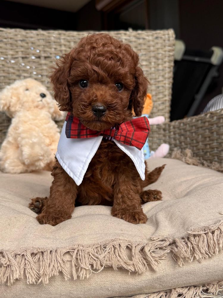 Toy mini red poodle