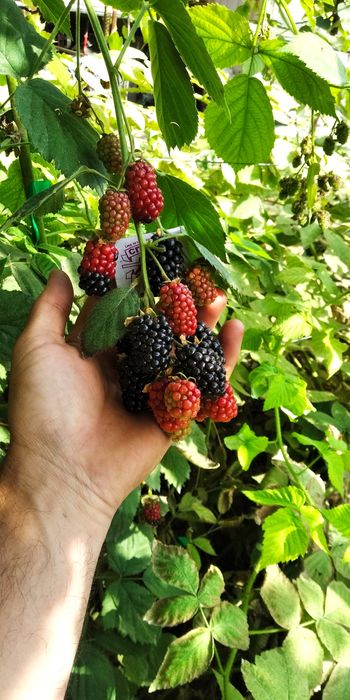 Ежевика Маймунжон Қора малина Честер нави