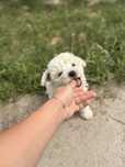 Mascul bichon maltez