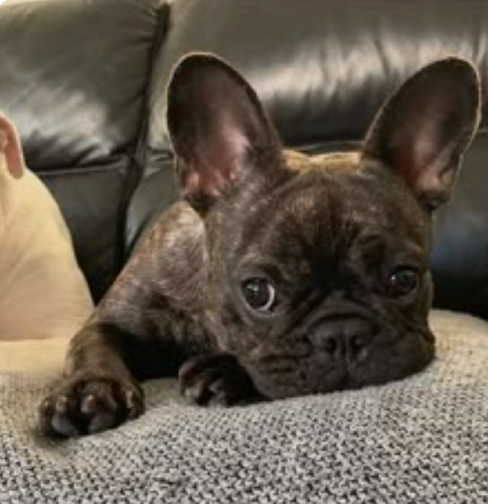 Шикарные щенки французского бульдога. Brindle color .