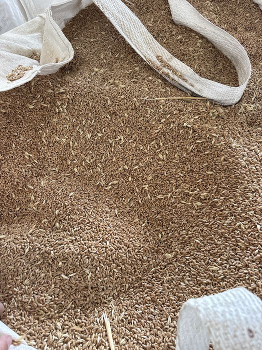 De vanzare  grau 2025