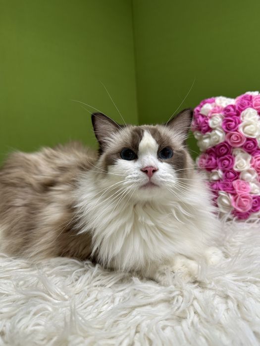 Регдолл девочка, стерилизованная