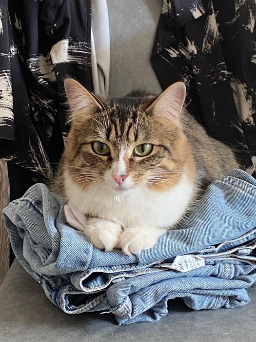 Отдам в добрые руки