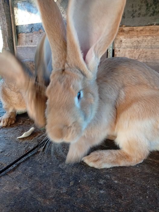 Vând iepuri Uriaș German o pereche( mascul și femelă)