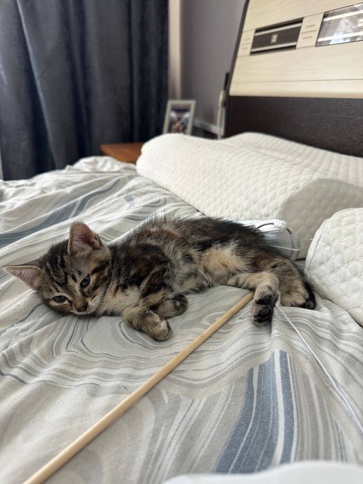 Отдам кошку девочка