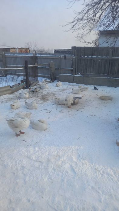 Продам гусей домашние
