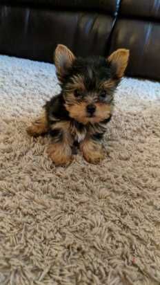 Yorkshire terrier de vanzare talie mini,aspect superb/transport