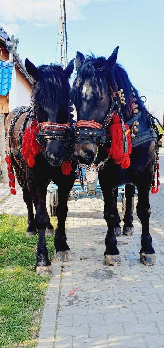 Vind 2 minze negre pereche invatate la caruta cu acte in regula