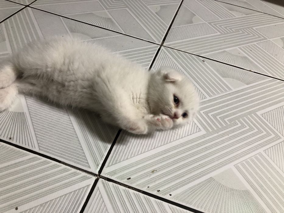 Продается котята sotilad mushu bolachalari