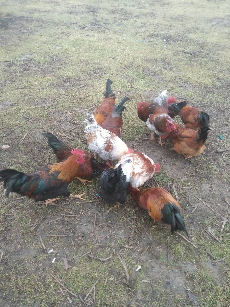 Xorozlar sotiladi