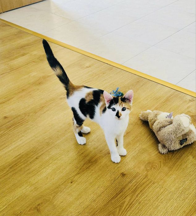 Подаряват се котенца