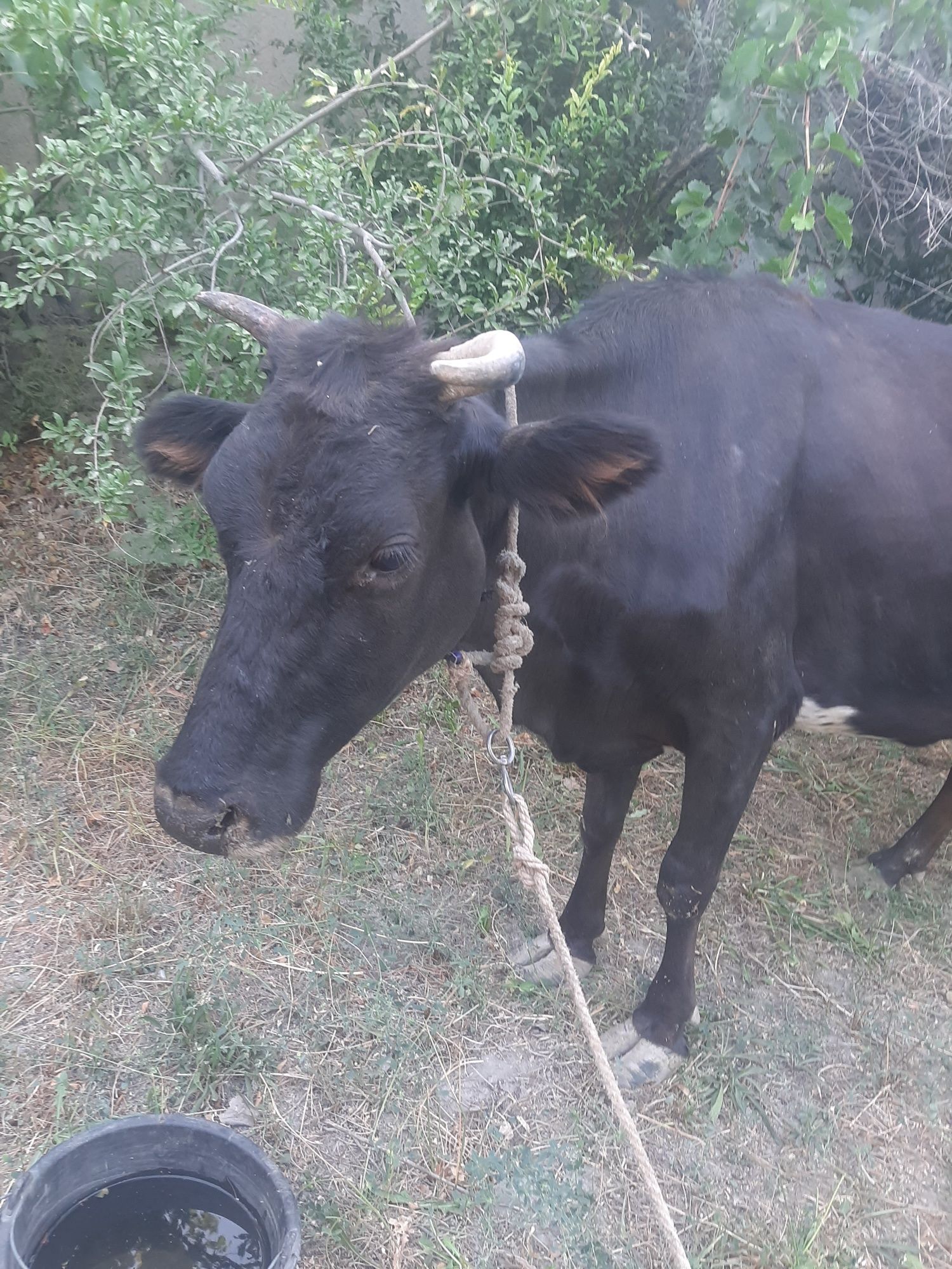 Yaxshi boqilgan sigir sotiladi.