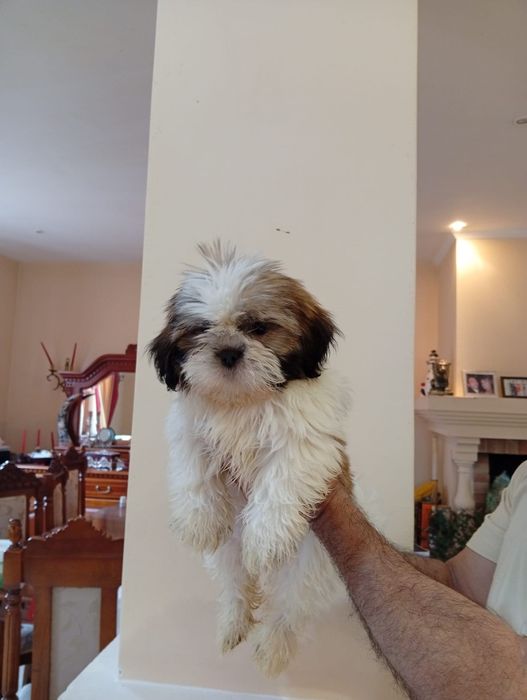 Shih. tzu fetite