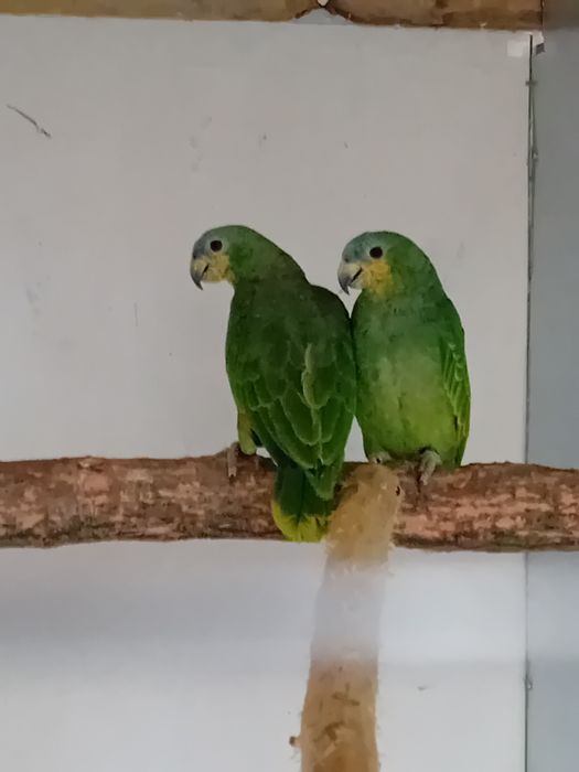 Vând pereche Amazon 2025