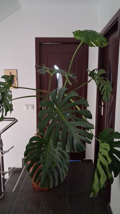 Vind lucruri noi și folosite