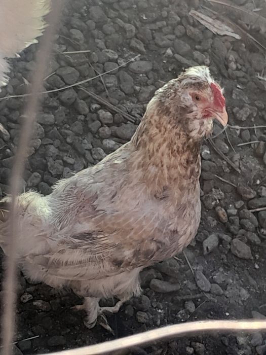 Vînd două puiciii