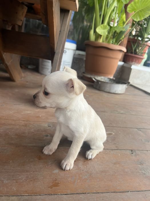 Бели пинчери на два месеца