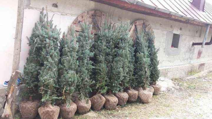 Brazi de plantat la ghiveci