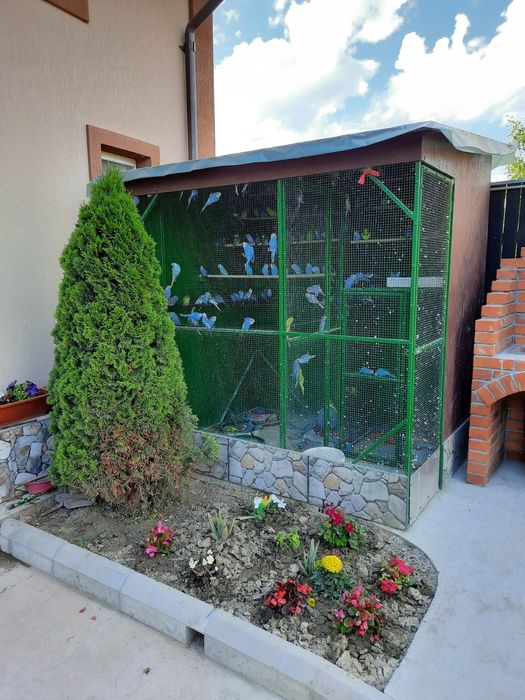 Vand perusi diverse culori