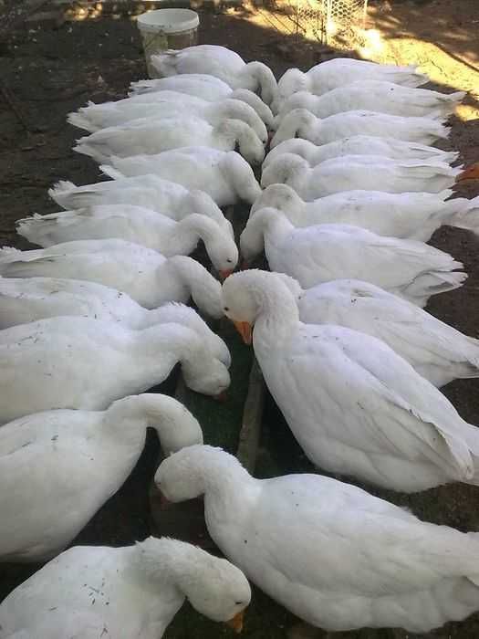 Gaste Albe tineret Mai  2025