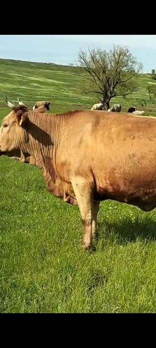 Сиыр сатам, продам корову