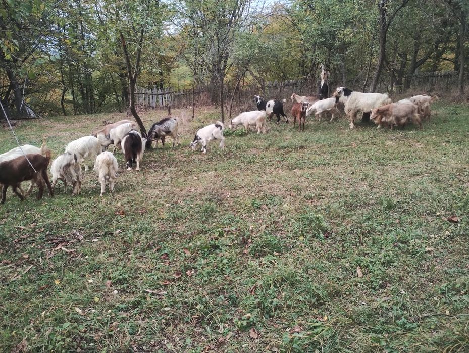 Vând capre  bune de lapte