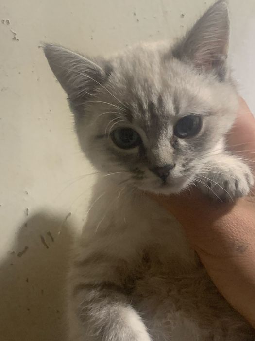 Котенок в добрые руки
