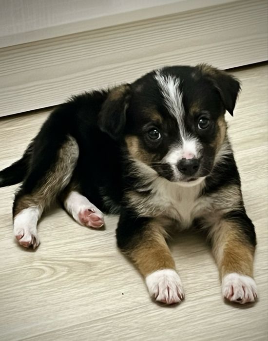 Собака бесплатно щенок