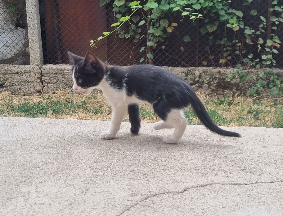 Подарявам котета