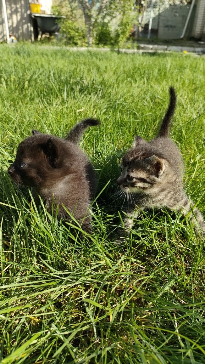 Котята красивые и умные