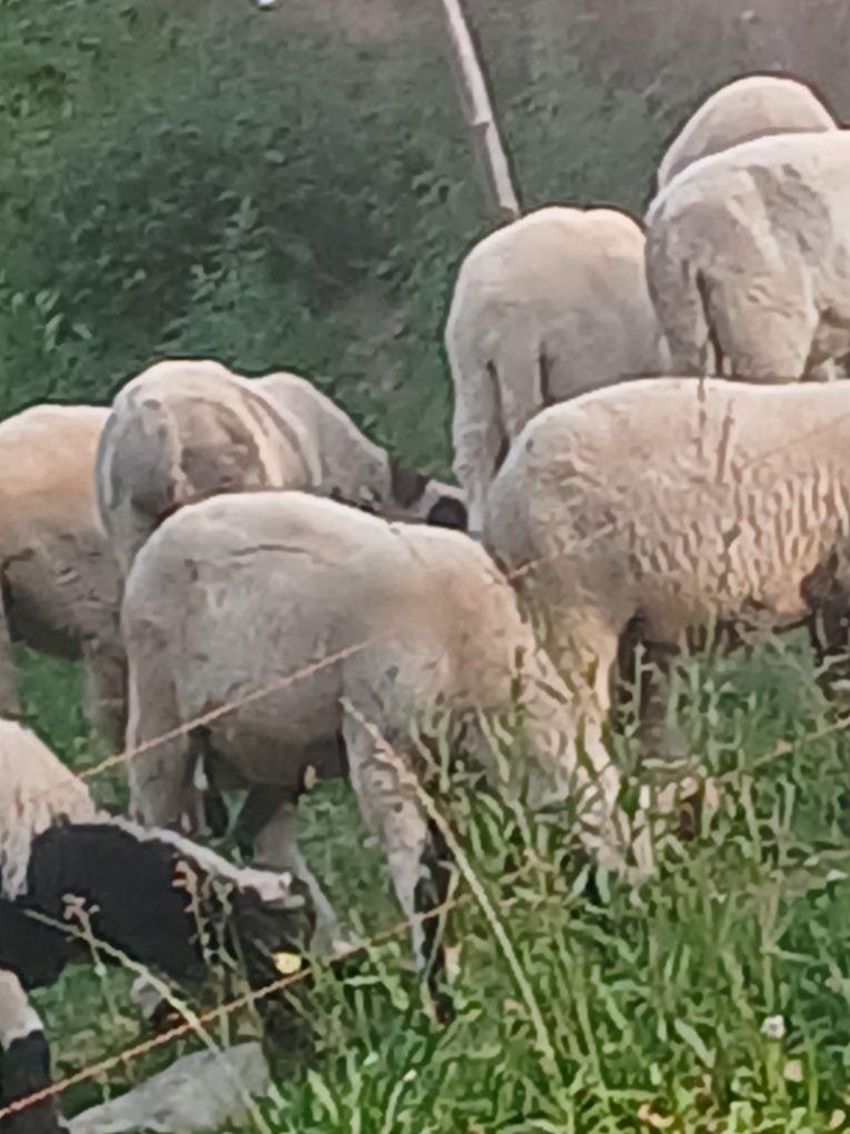 De vânzare mielute și berbecuț