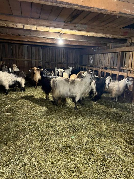 Vând capre bune de ținut