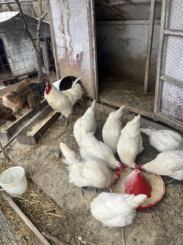 Oua gaini rasa Marans Araucana si La Bresse brese