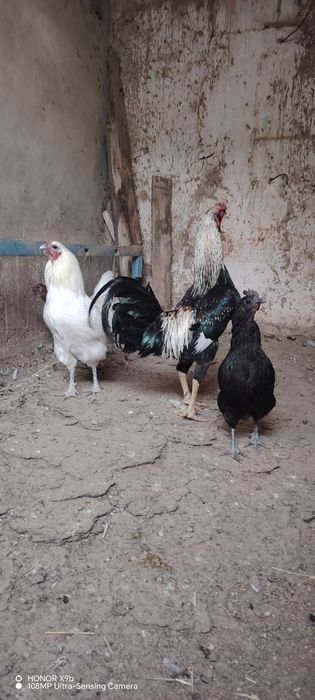 Хурозни хурози кук тухумдан очиб чиккан