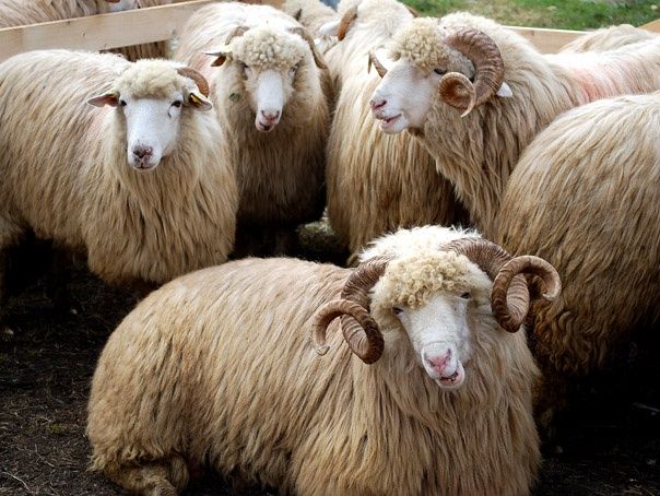 Furaje pentru miei , oi de carne si oi de lapte .