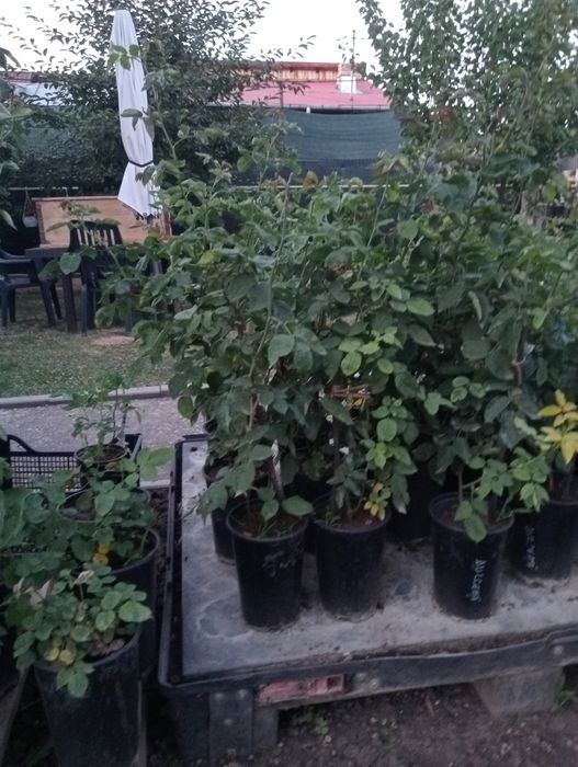 Butași de trandafiri de dulceață la ghiveci