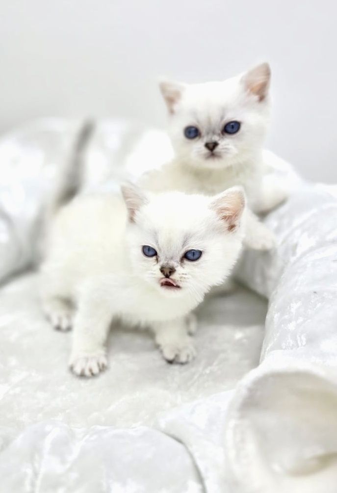 Кошечки  и котики британские