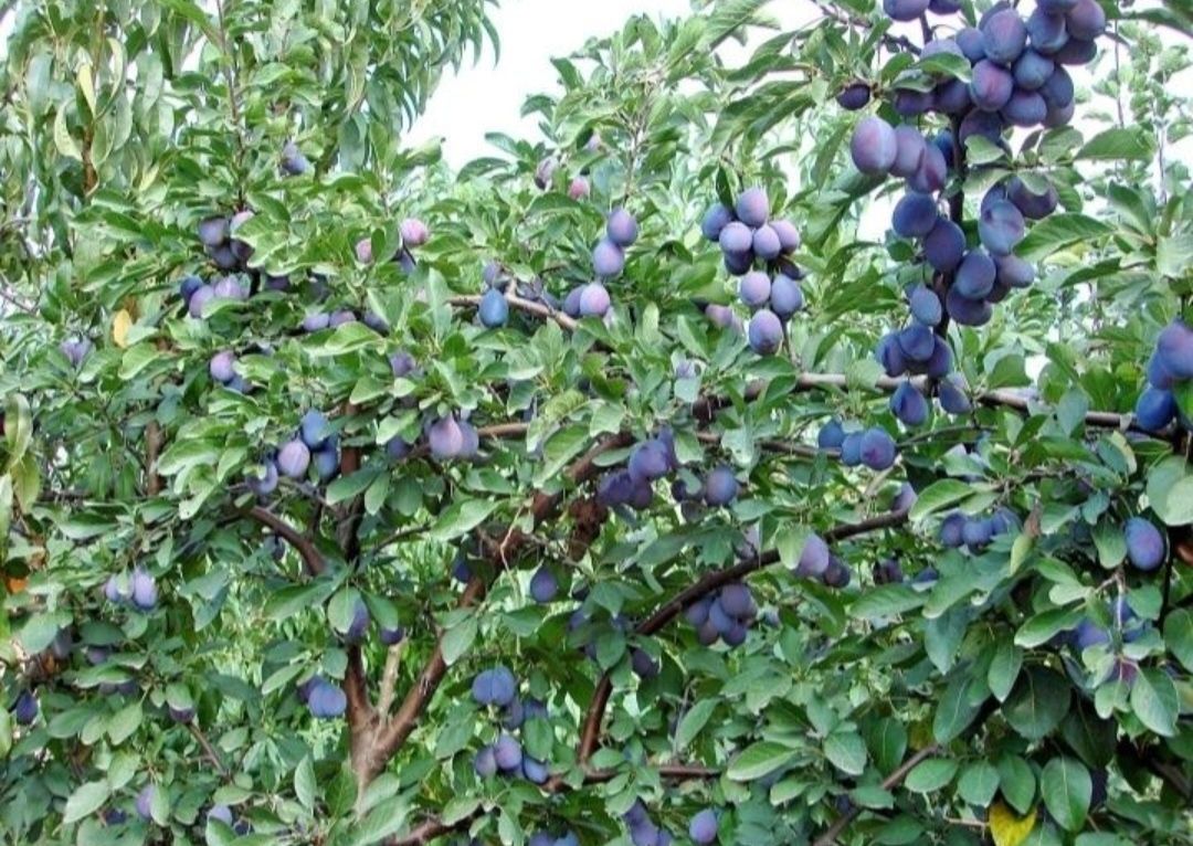 Prune pentru țuică producție 2025