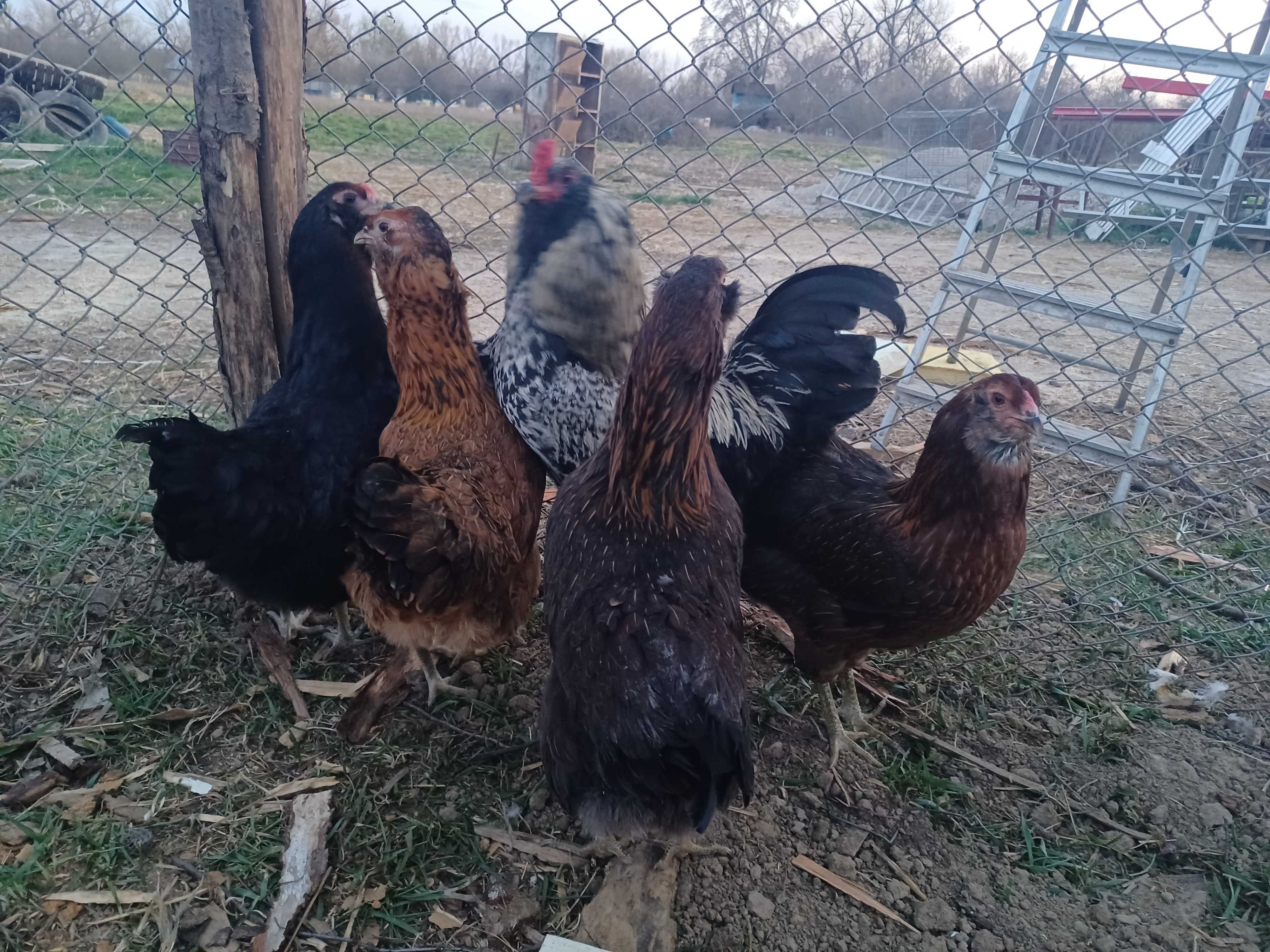Oua de ameraucana