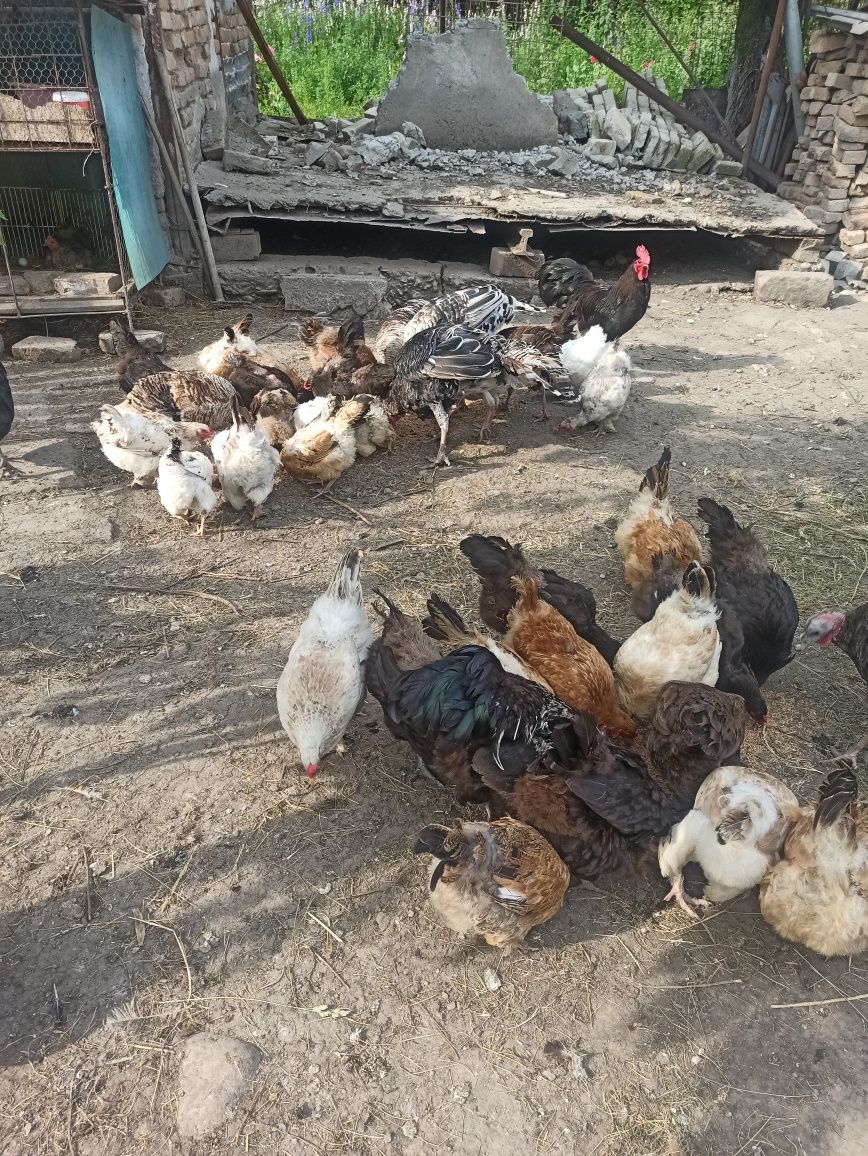Vând pui de curca, găină de țară etc .
