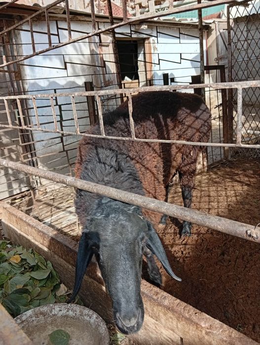 Қўчқор сотилади.