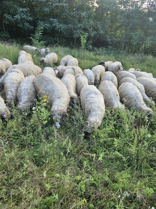 Vănd oi breze bune de lapte