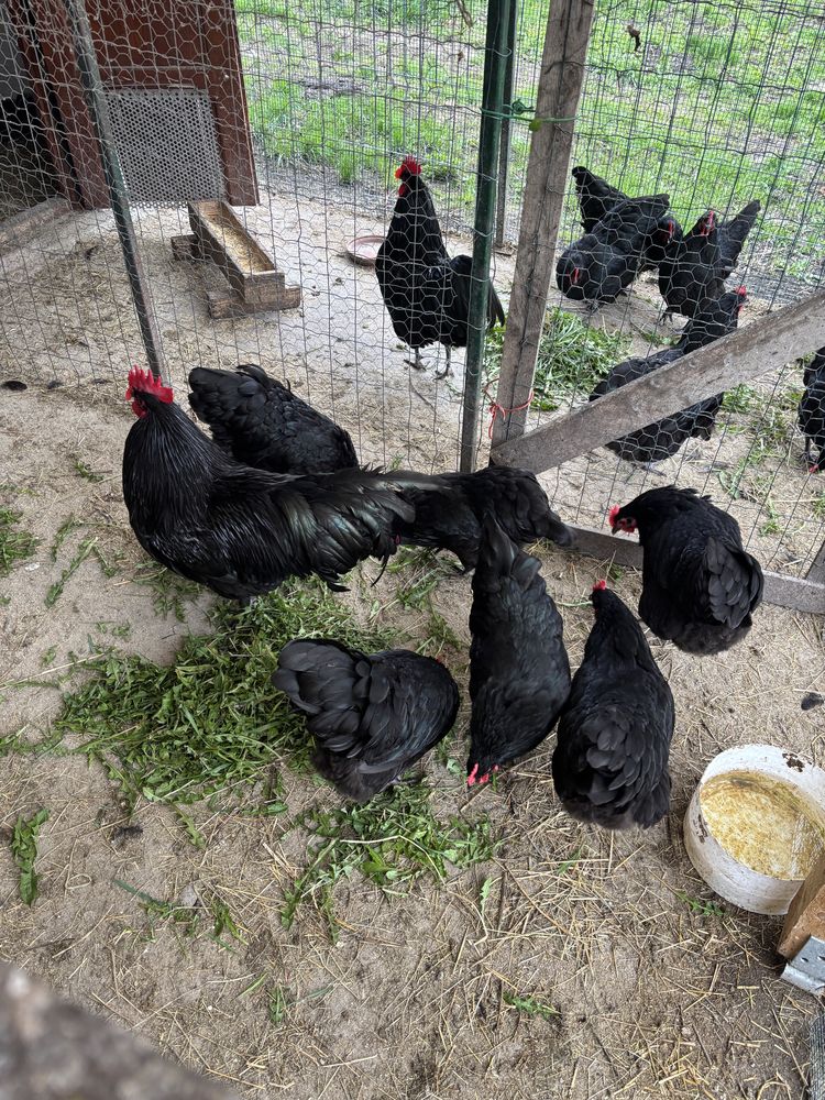 Vand gaini Australorp Negru