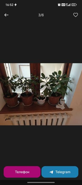 Гуллар бухородан ва когон да 20 дона сотилади