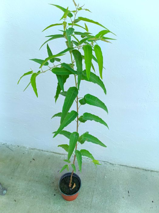 Plante aromatice in ghivece, piper, dafin, eucalipt, bananier, maslin