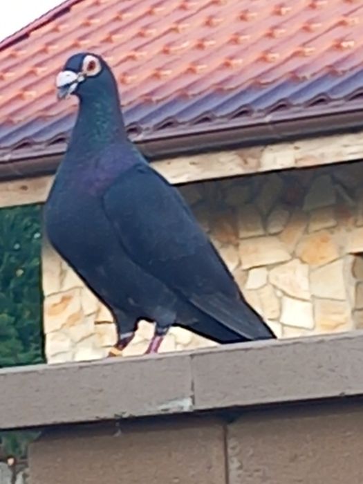 Porumbei Dragon și stil vechi.