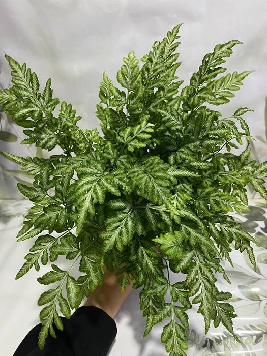 Крассула, Калатея фьюжен, Асплениум и др