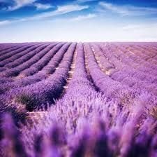 Lavanda nihollari (narxi optom)